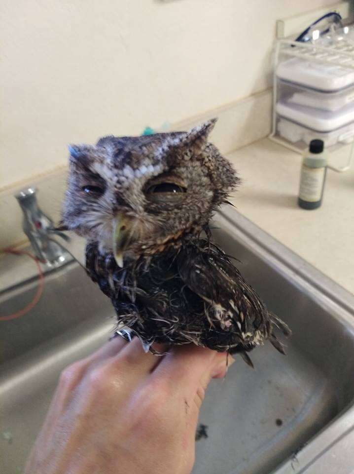 Screech owl getting a bath