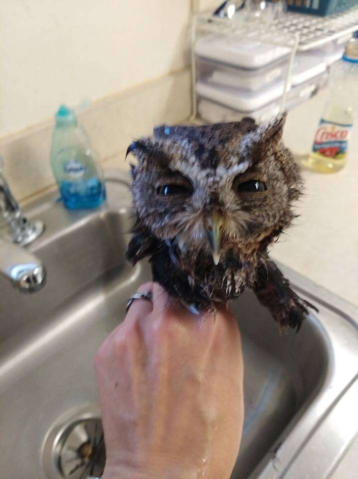 Screen owl after getting bath