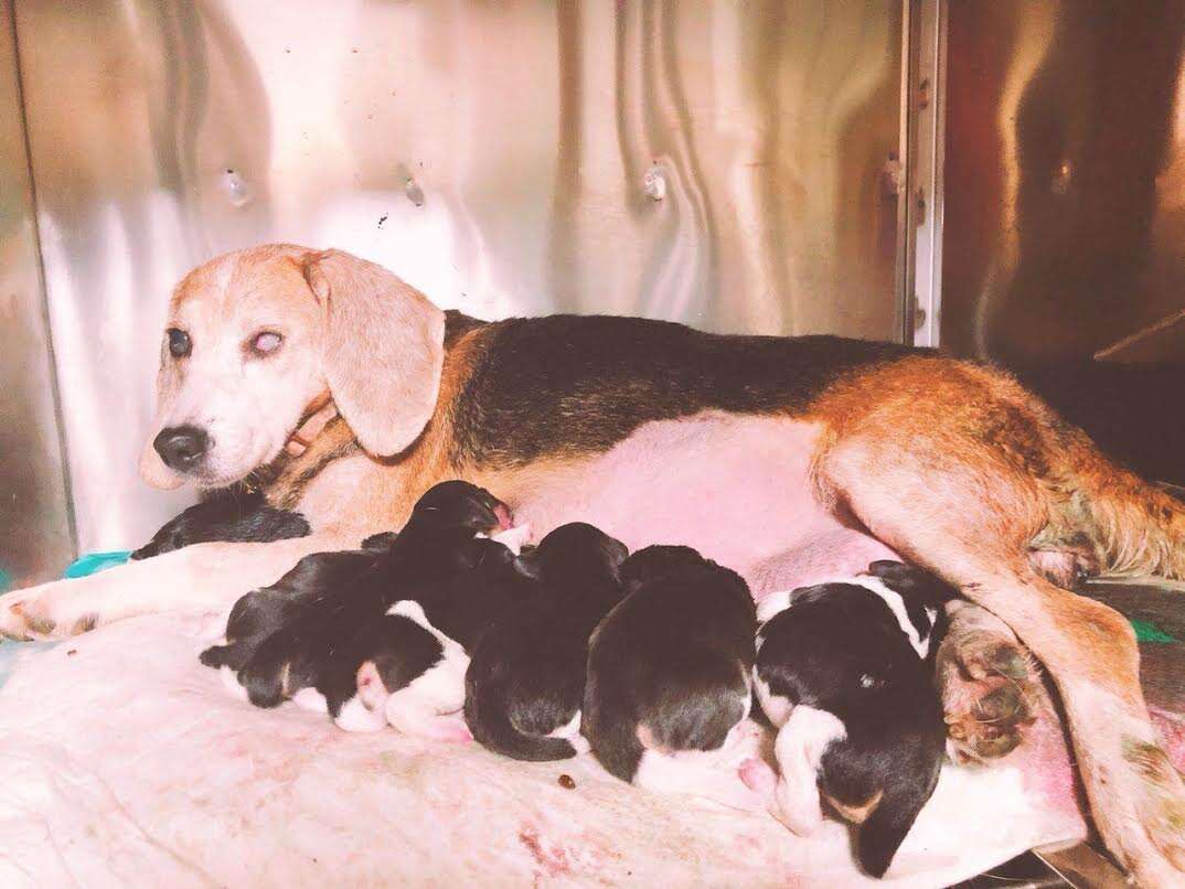 Beagle mother with puppies