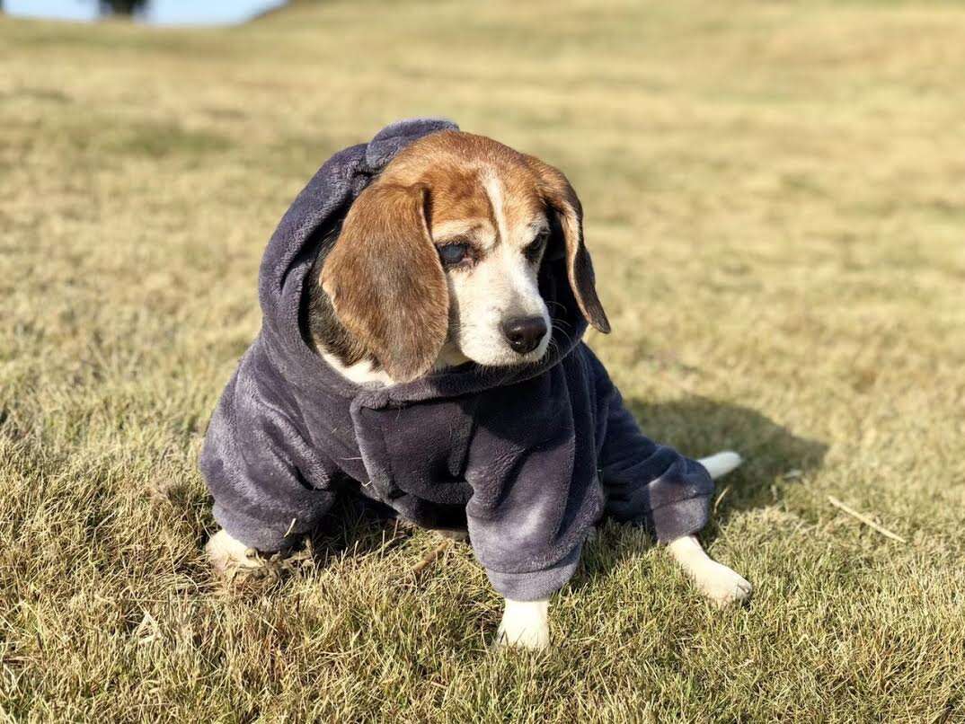 Beagle dog in coat