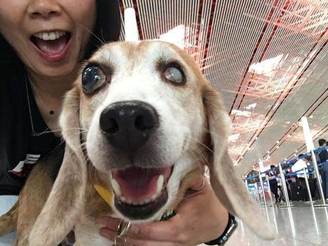 Blind beagle smiling at airport