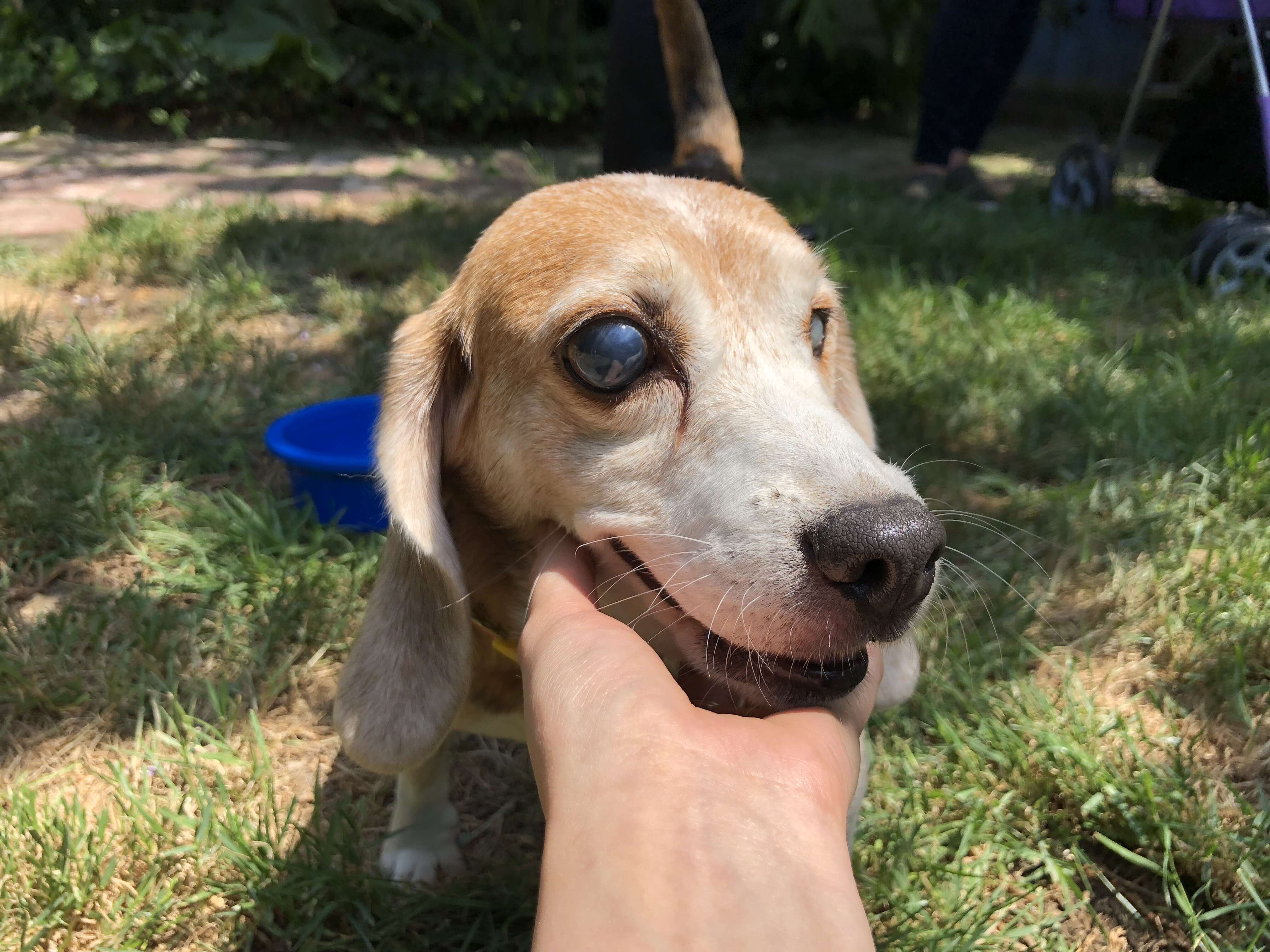 Beagle dog with blind eyes