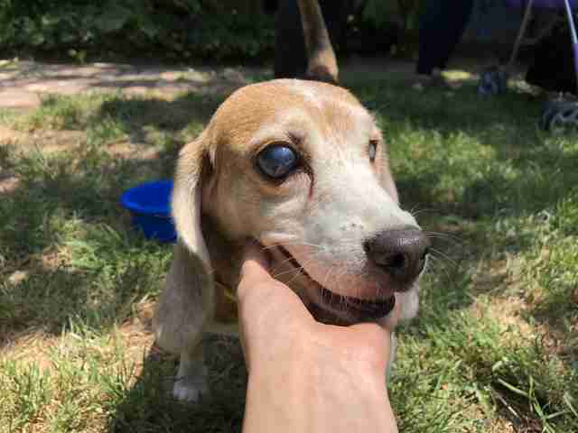 Blind Beagle Saved From Chinese Lab Just In Time To Have Puppies - The Dodo