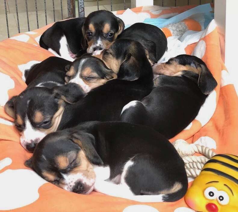 Beagle puppies snuggling together on a blanket