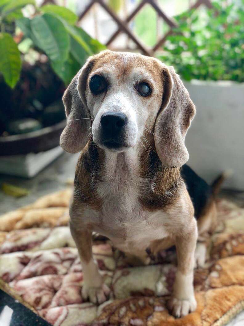 Old, blind beagle sitting on cushion