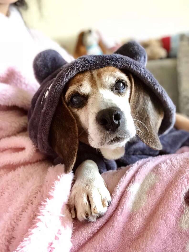 Older beagle snuggling on blanket