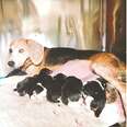 Older beagle with puppies
