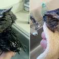 Screech owl wrapped up in towel after bath