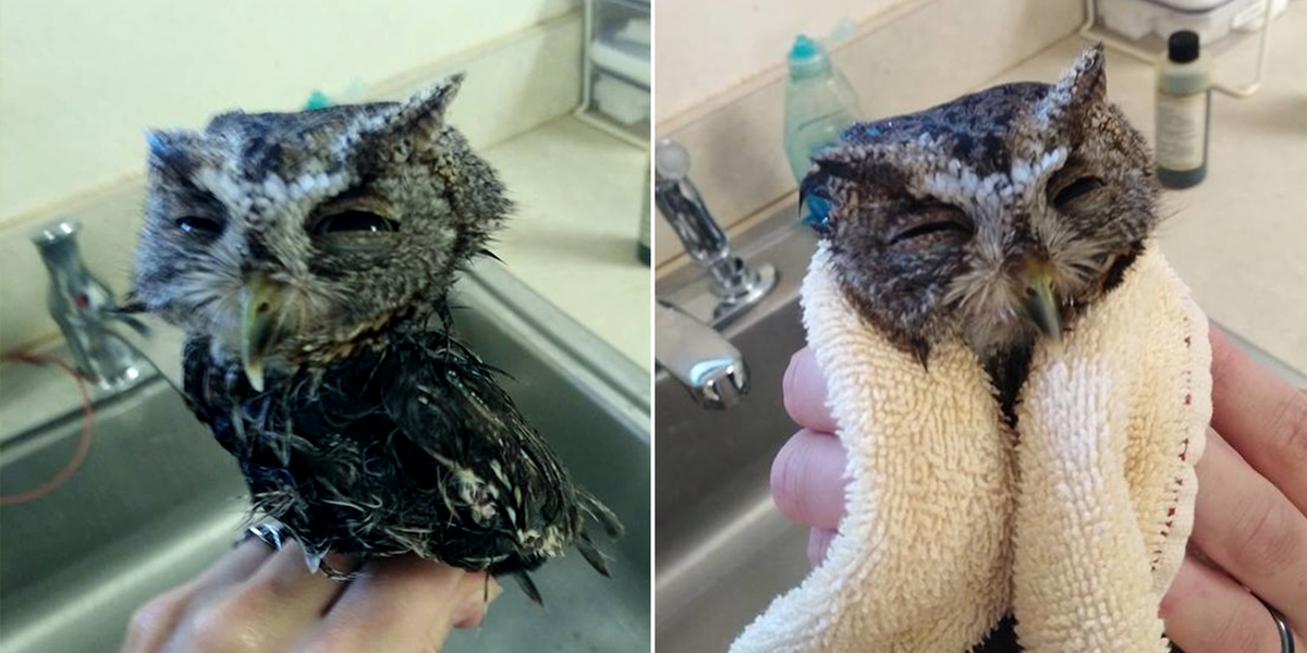 Screech Owl Lands In Glue Trap And Gets Very Stuck The Dodo