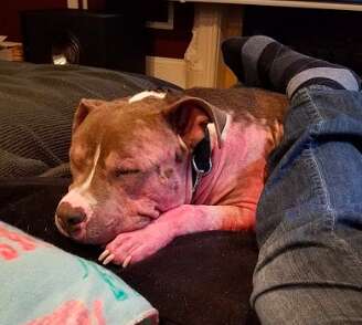 bald mange pit bull rescue chicago