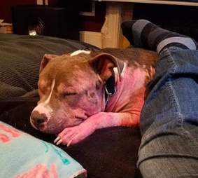 bald pit bull found wandering chicago