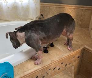 mange bald pit bull chicago rescue