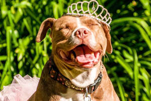 Pit Bull Locked Away For Years Is A Lap Dog Now