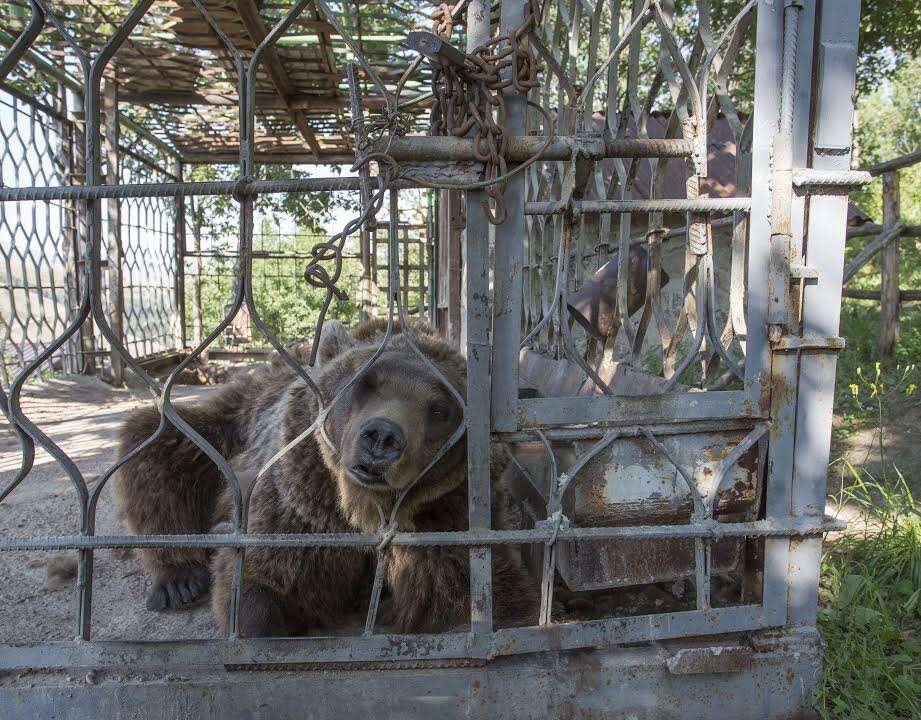 Brown bear locked up in cage