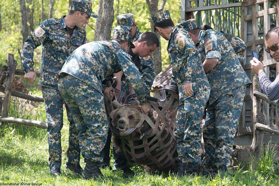 Rescuers carrying brown bear out of cage