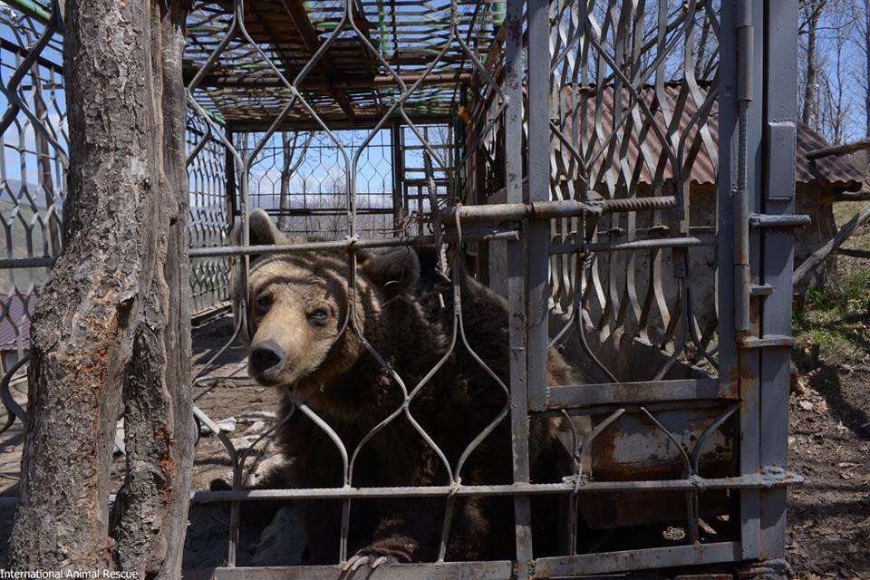 Brown bear locked up in metal cage