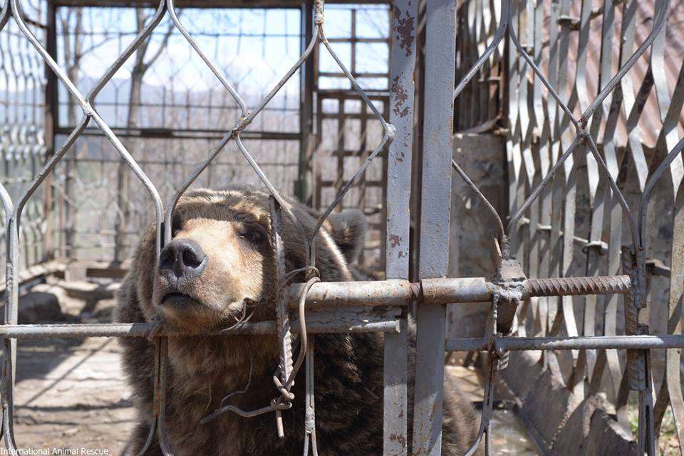 Brown bear locked inside metal cage