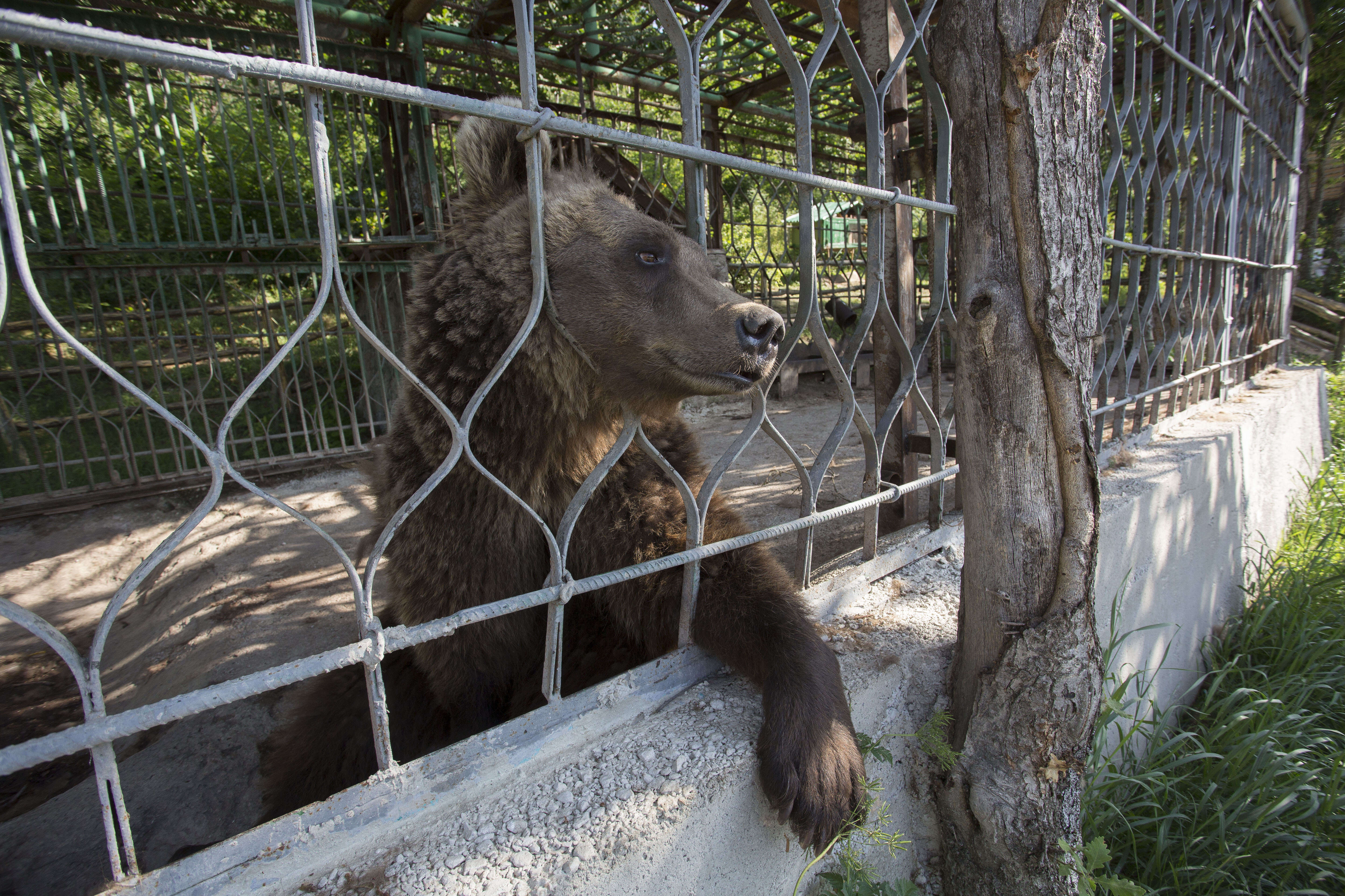 Brown bear peering through the bars of his cage