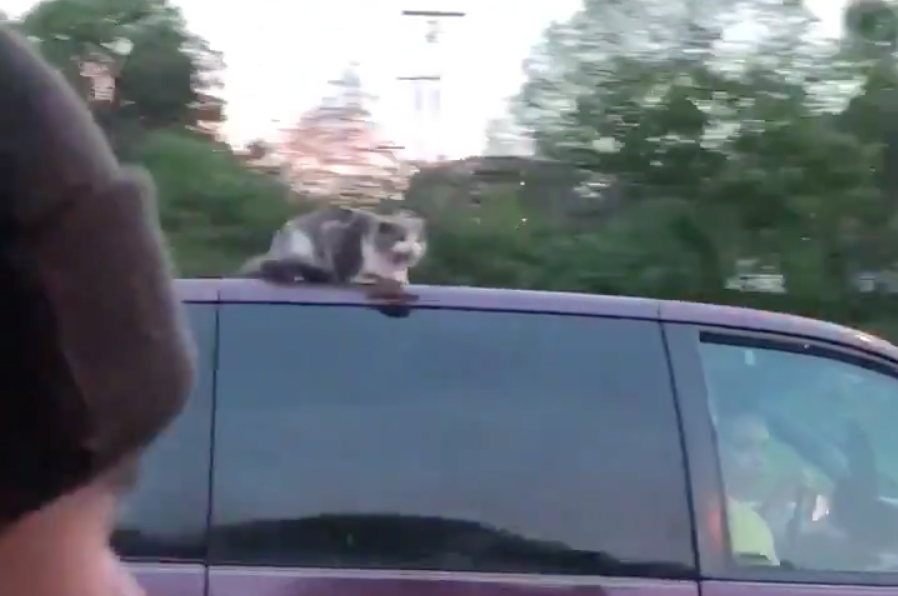 Cat Rides On The Roof Of A Van Driving 60 Mph In Wild Video Thrillist