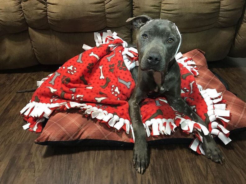 'Lifeless' Pit Bull Used In Dogfighting So Grateful To Rescuers