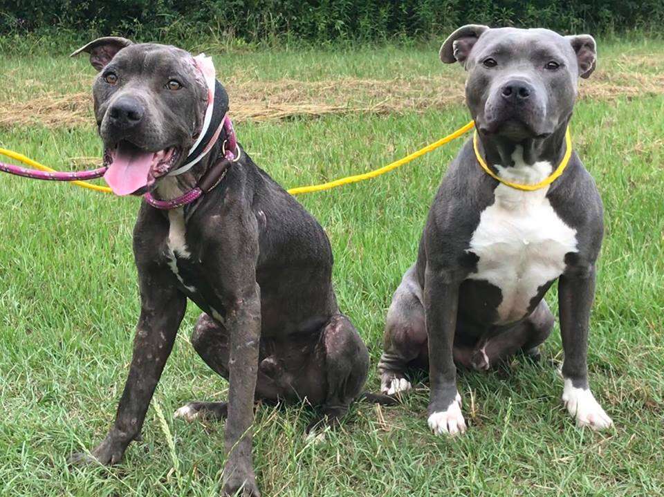 pit bull dogfighting rescue