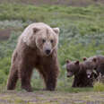 Grizzly bear family living in the wild