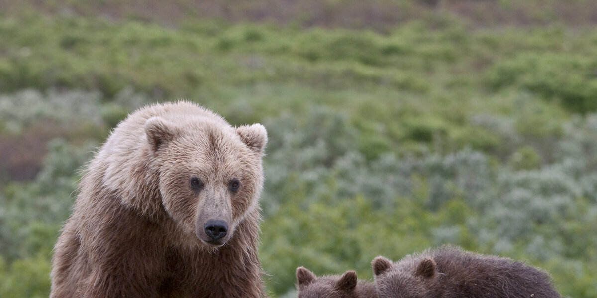 Wyoming Approves Trophy Hunt For 23 Grizzly Bears The Dodo   Crop;;webp=auto;jpeg Quality=85 