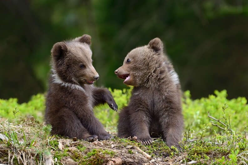 Baby brown bears playing together