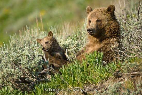 Grizzly bears sleeping in the grass