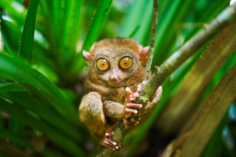 tarsier
