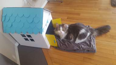 woman builds a playhouse for her rescue cat