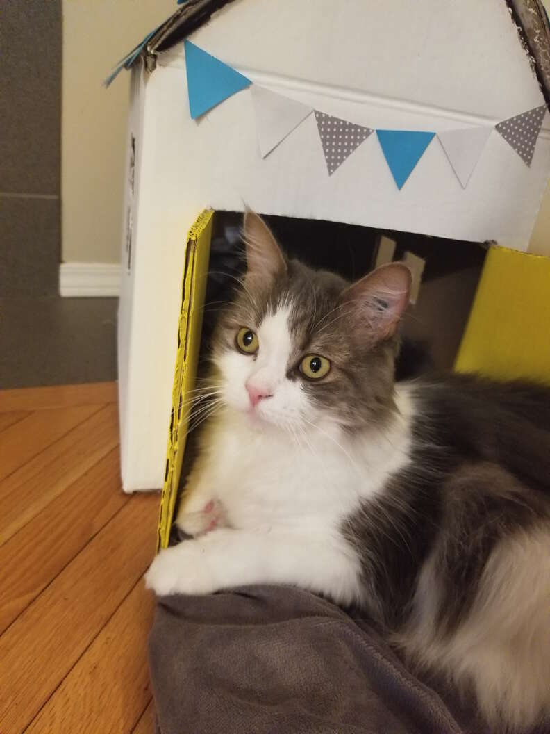 woman builds a playhouse for her rescue cat