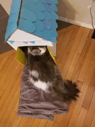 woman makes a special playhouse for her rescue cat