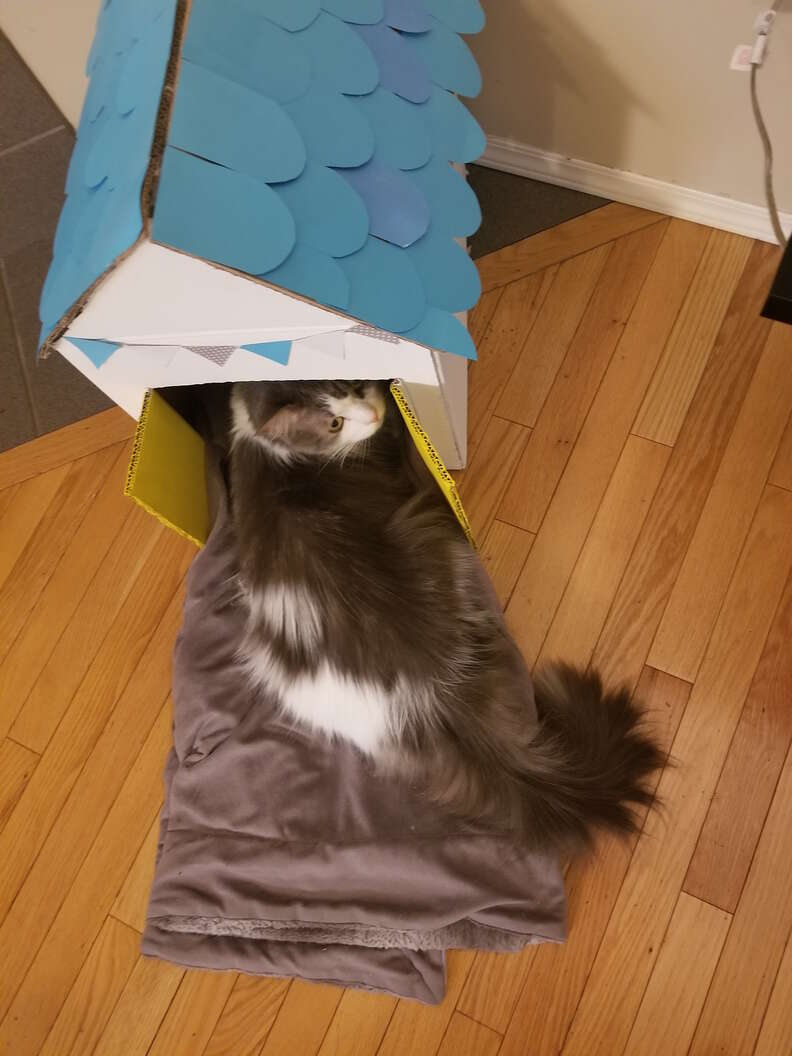 woman makes a special playhouse for her rescue cat