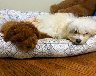 poodle missing eyes