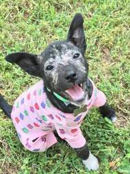 tire mange puppy tennessee