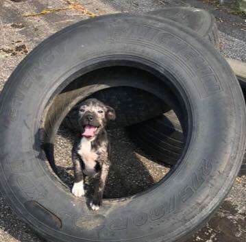 puppy mange tire tennessee