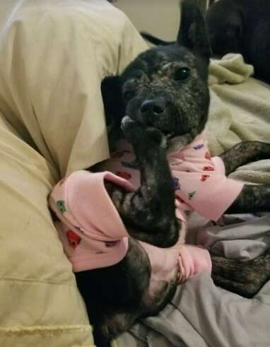 tire puppy mange tennessee