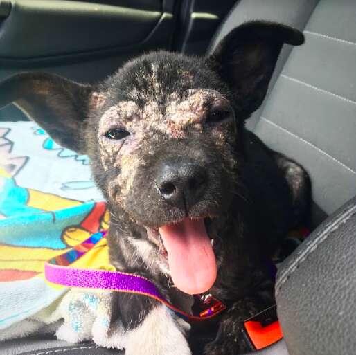 puppy tire mange tennessee