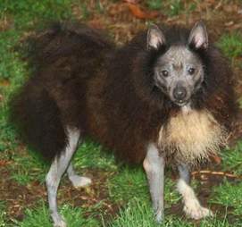dog looks just like a bat