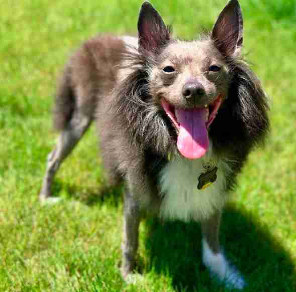 Half-Bald Rescue Dog Has The Fluffiest Sideburns - The Dodo