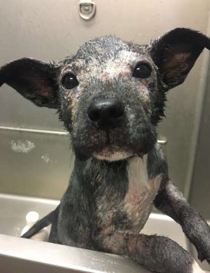 tire mange puppy
