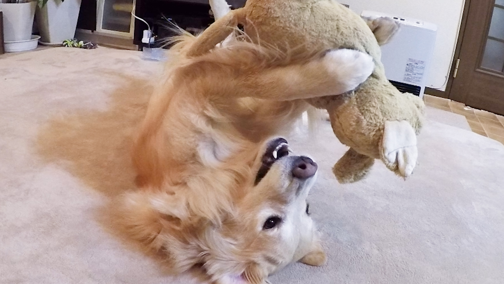 Dog loves shop stuffed animal