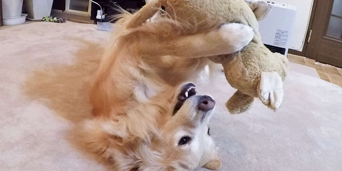 dog loves his stuffed animal