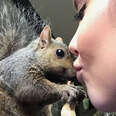 Rescue Squirrel Keeps Coming Back To His Mom 