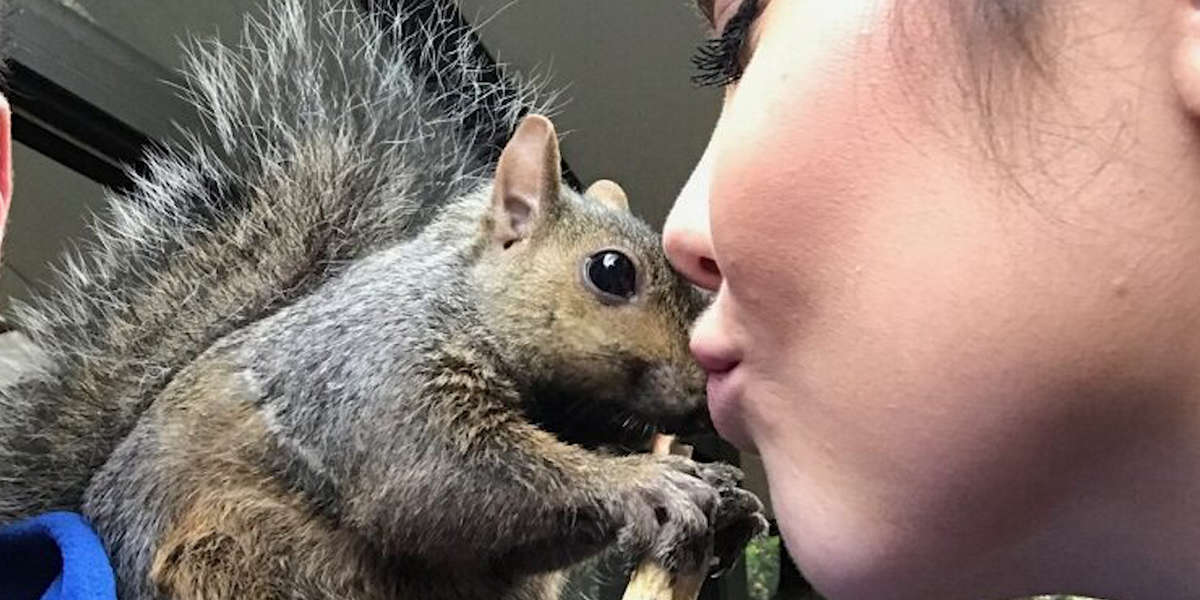Rescue Squirrel Keeps Coming Back To His Mom Videos The Dodo