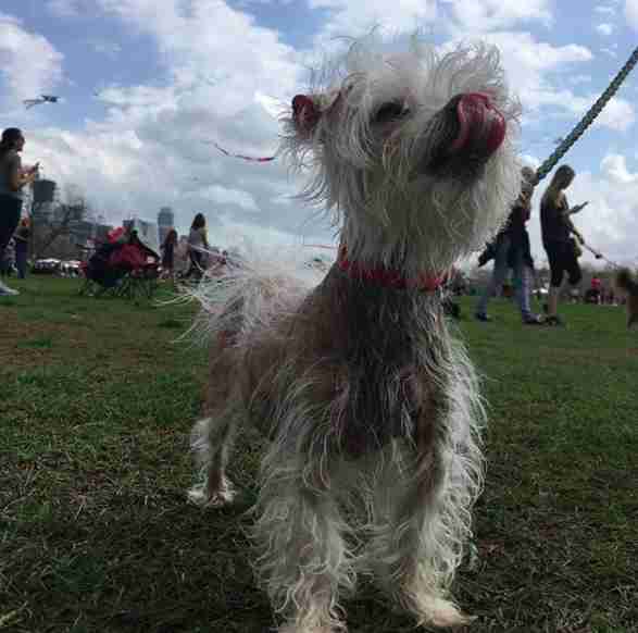 Tiny Bald Dog Found All Alone Has The Best New Family To Love Him - The