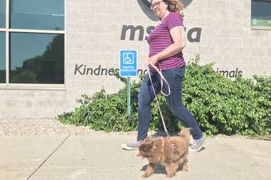 rescued Pomeranian goes for a walk