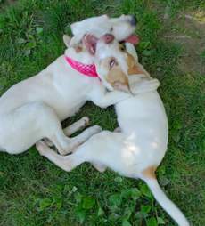 puppy marker ohio