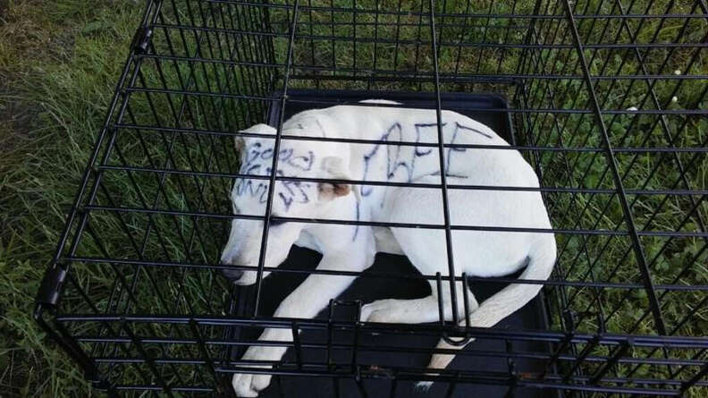 Puppy Dumped In Park With 'Free' Written On Fur In Permanent Marker - The  Dodo